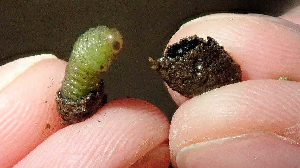 An ash sawfly cocoon