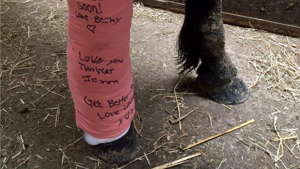 The cast Twiglet had to wear after surgery on his tendons