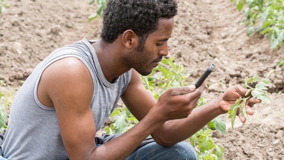 A farmer takes a photo of a pepper plant in Ethiopia