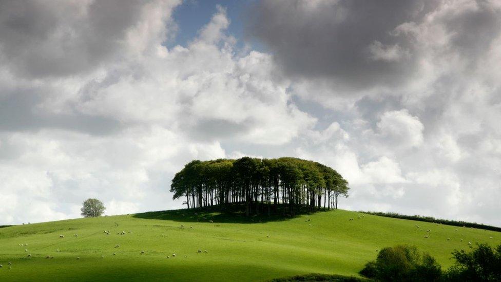 Cookworthy Knapp