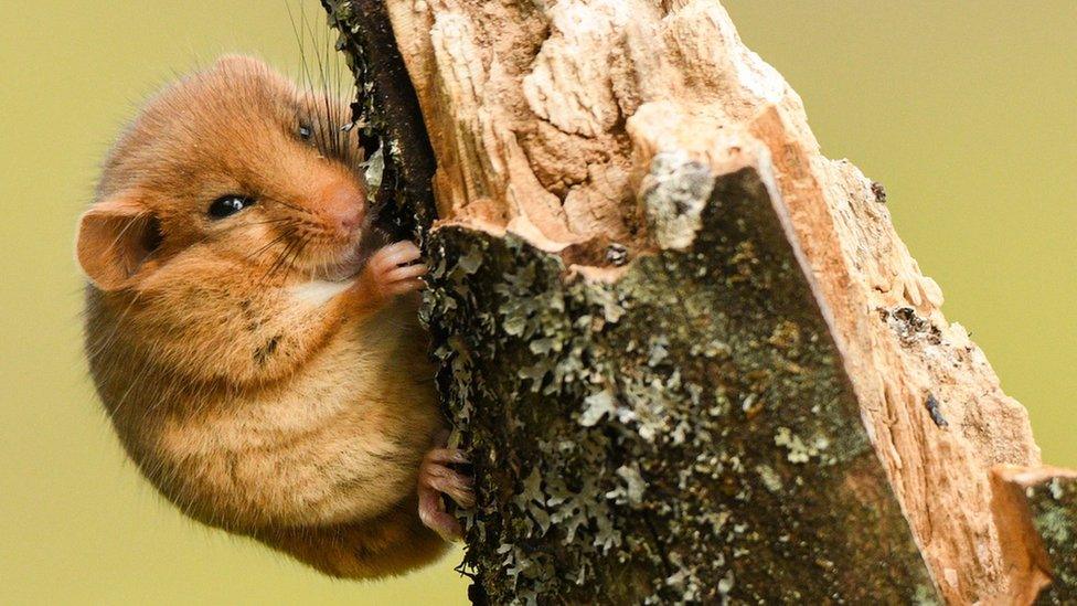 hazel dormouse on a tree branch