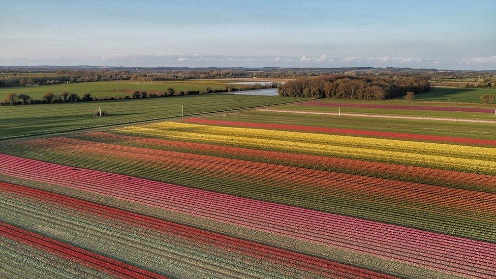 Tulip field at sunset in west Norfolk