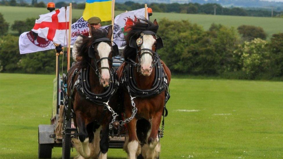 William and Mary, the two Shire horses, in action