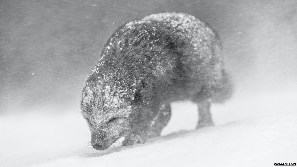 arctic fox