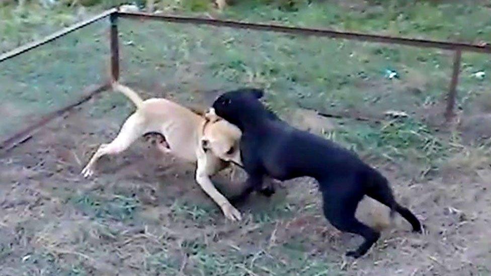 Dogs fighting