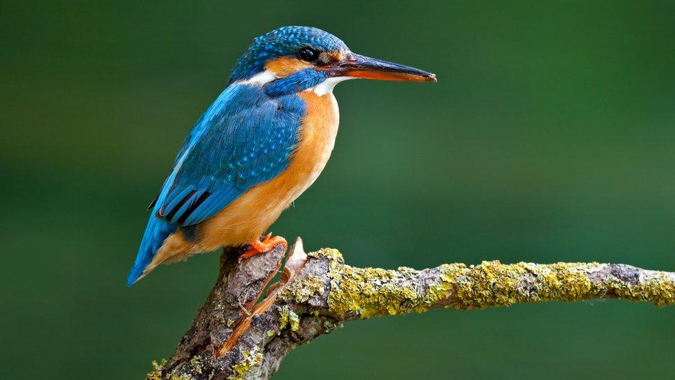 Kingfisher.