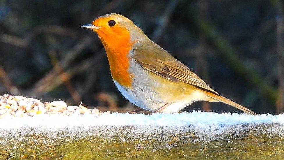 Robin perched