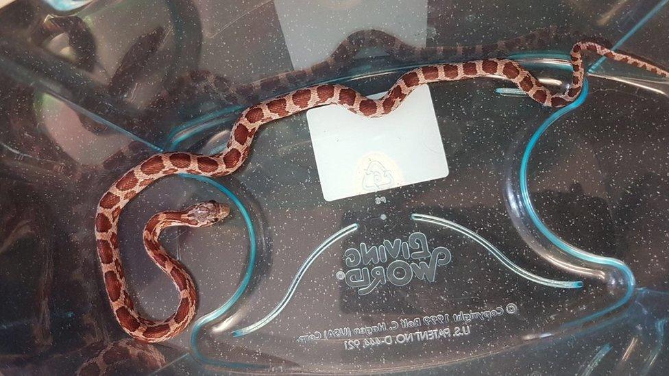 The corn snake in a plastic container