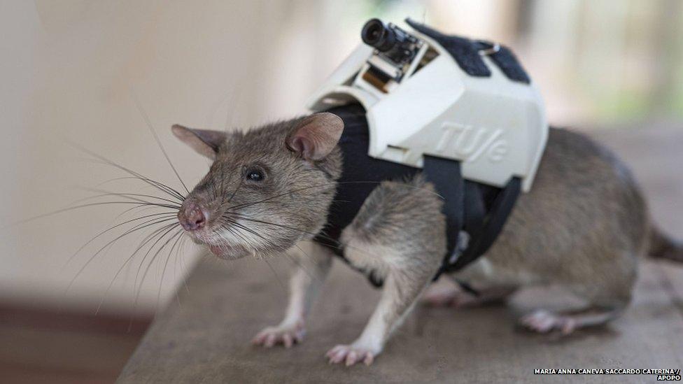 Trained rat with backpack