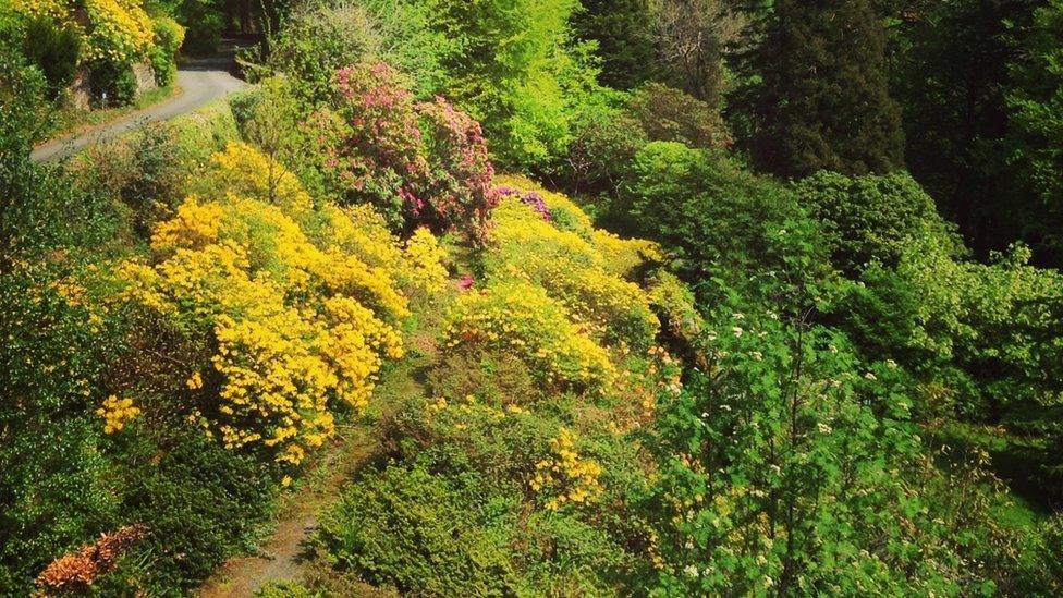 Plas Tan y Bwlch gardens (Spring 2016)