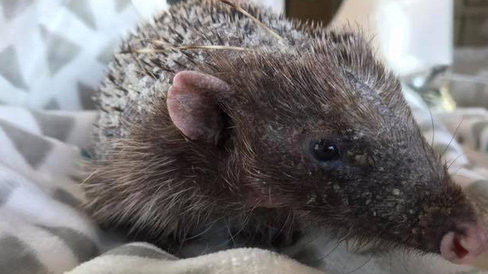 Bald Shropshire hedgehog named Bear regrowing spines - BBC News Bald Shropshire hedgehog named Bear regrowing spines - BBC News