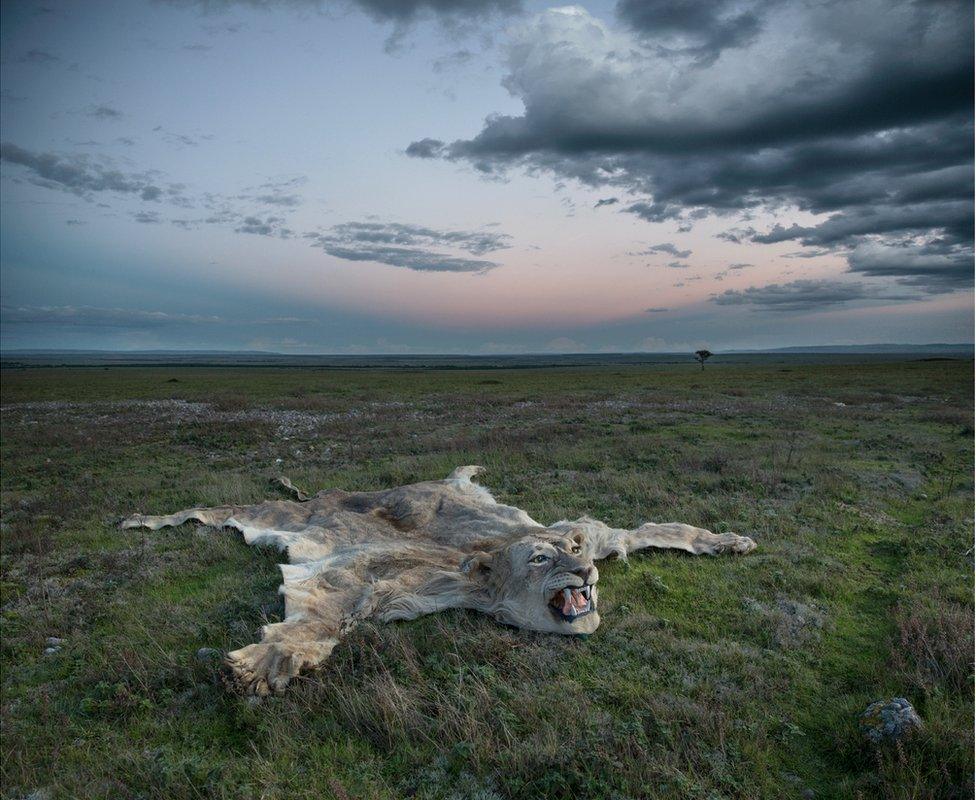 An abstract image of a lion skin rug on the ground in the middle of an African landscape