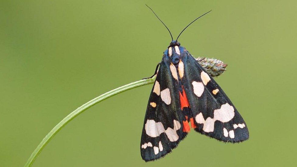 Scarlet Tiger