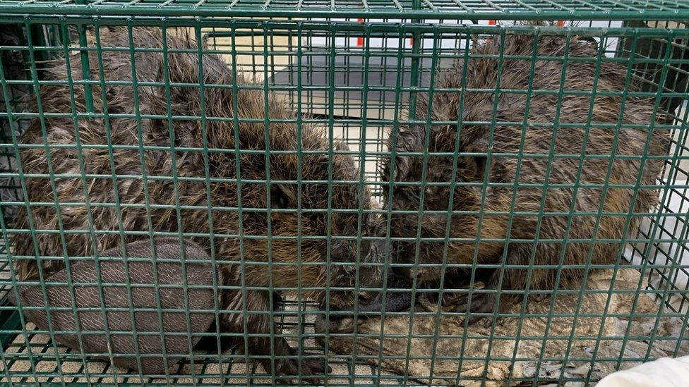 Two beavers in a green cage