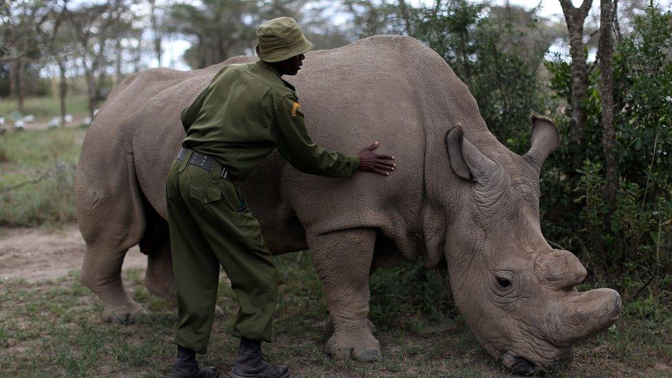 A wildlife ranger strokes a northern white rhino near Nanyuki, Laikipia County, Kenya 28 April 2016