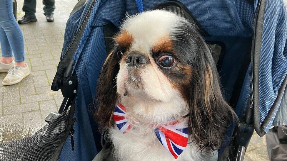 Dog in bow-tie