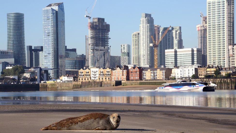 Seals in London