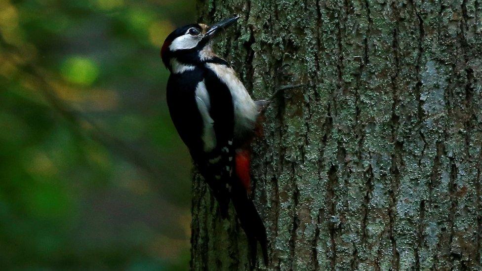 A woodpecker perches on a tree in a protected area of Bialowieza Forest