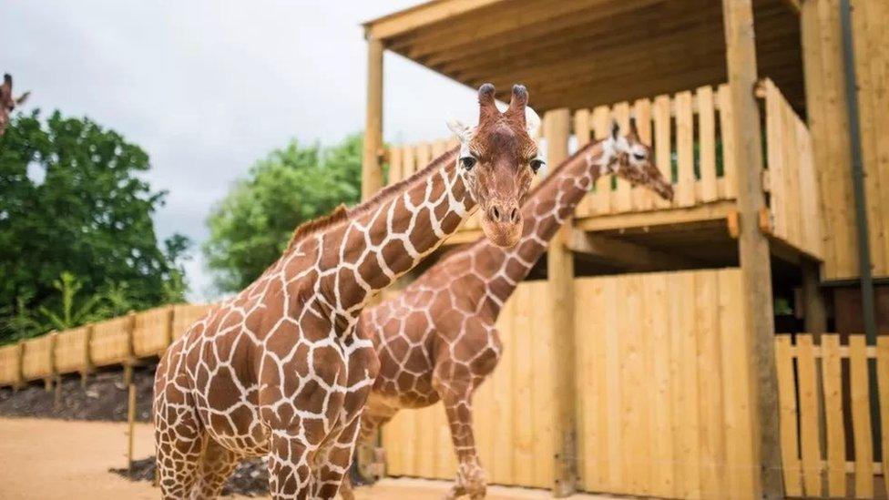 Giraffes at the bristol zoo