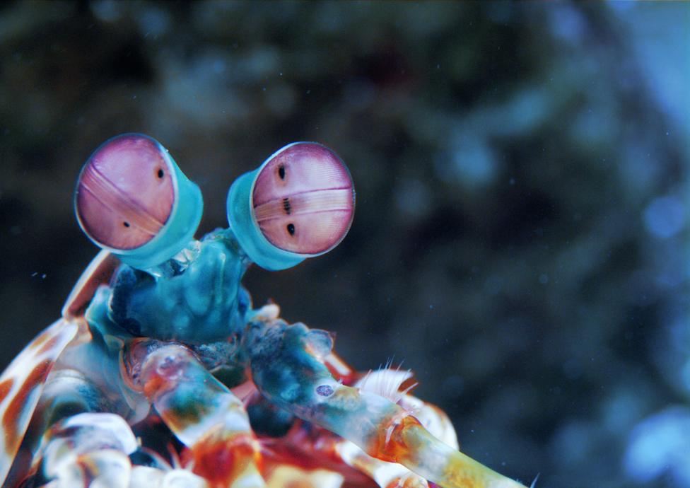 Mantis shrimp