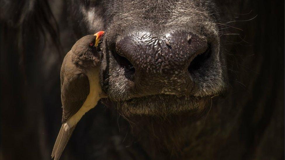 Photo of an oxpecker bird cleaning the nose of a buffalo