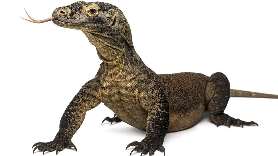 Komodo dragon