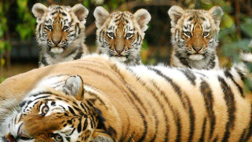 tiger-cubs-with-mum