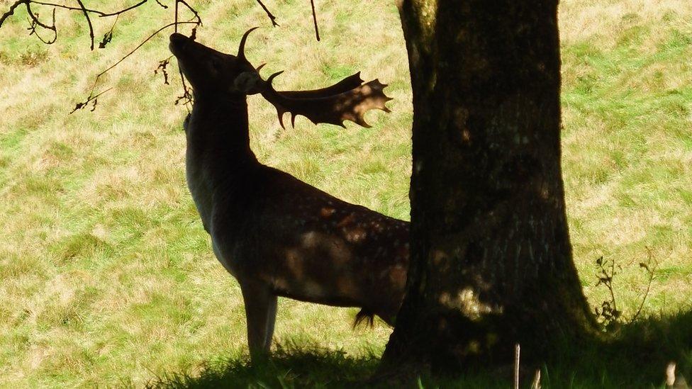 A buck under a tree by Tracey Dunford