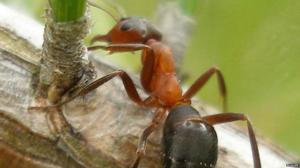 Ant on a branch