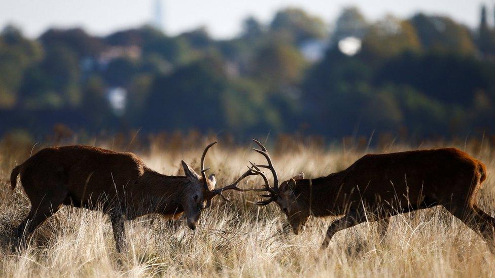 Two stag deer are seen in Richmond Park in London