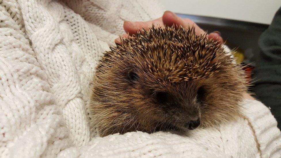 Person holding a hedgehog