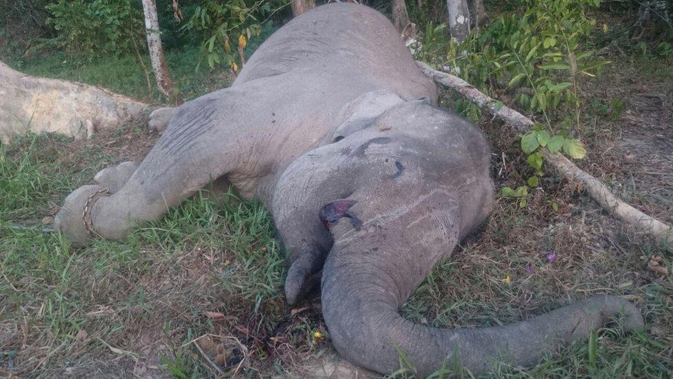 The body of critically endangered Sumatran elephant Yongki, lies on the ground after he was found dead in his enclosure close to a camp in Indonesia's Sumatra island