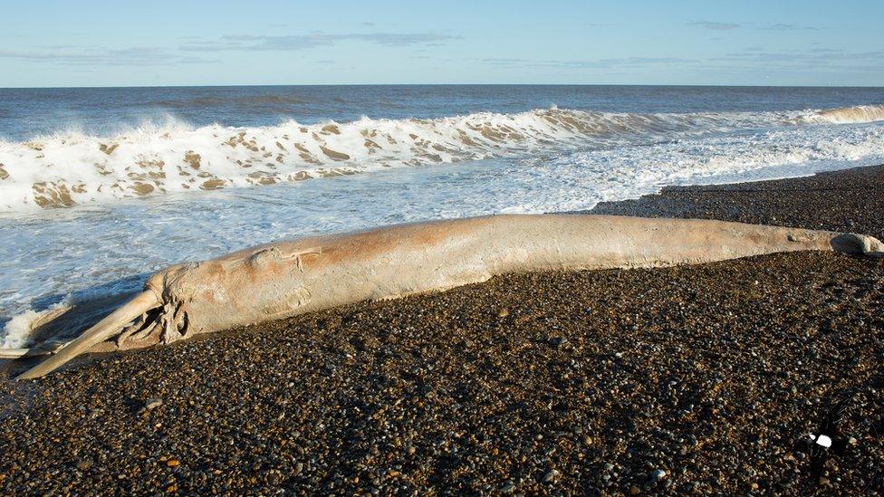 Minke whale carcass at Salthouse