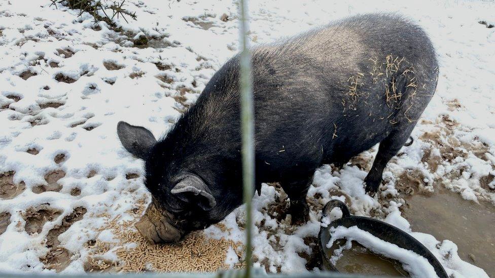 A black pig in the snow