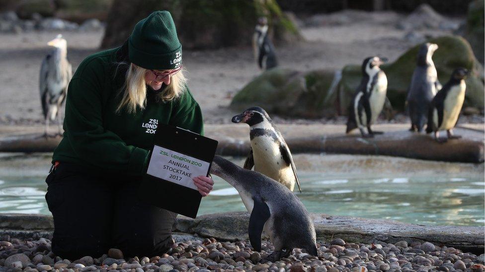 Zookeeper counts a Humboldt penguin