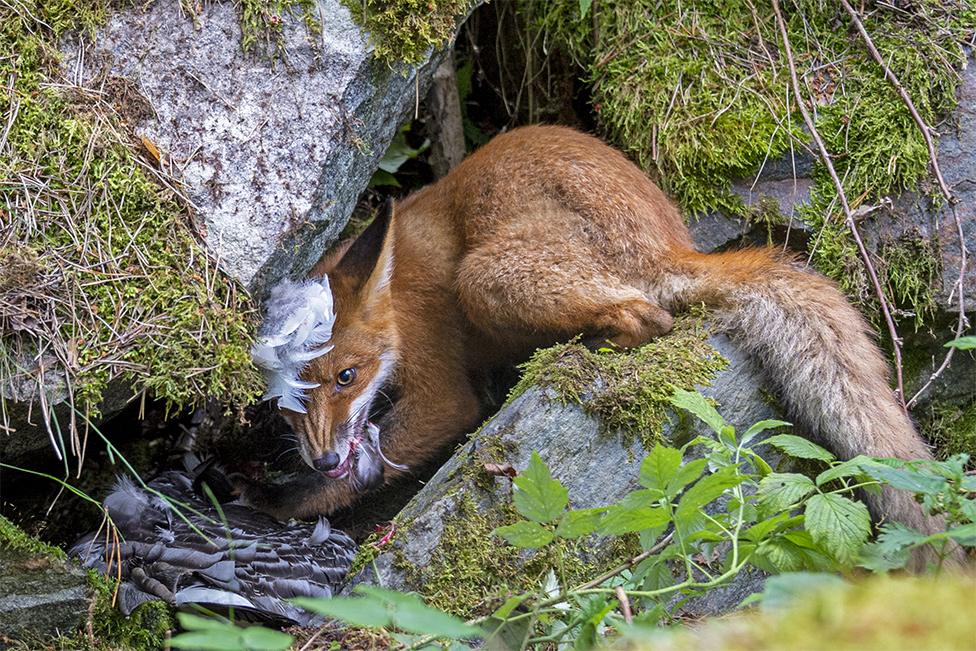 The fox that got the goose by Liina Heikkinen, Finland