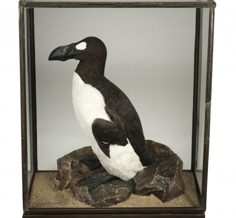 Replica great auk