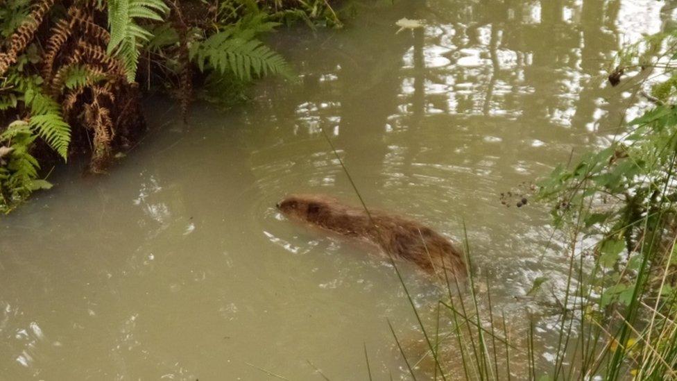 beaver in river