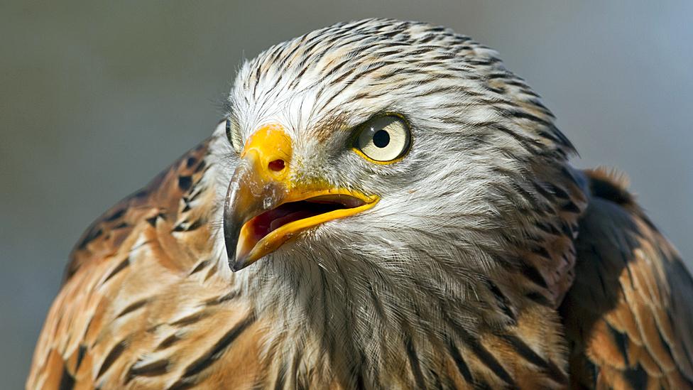 Red kite head