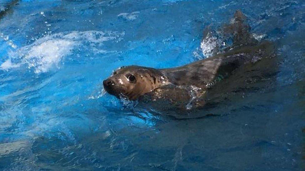 Temperance the grey seal