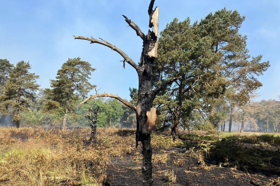 A burnt tree