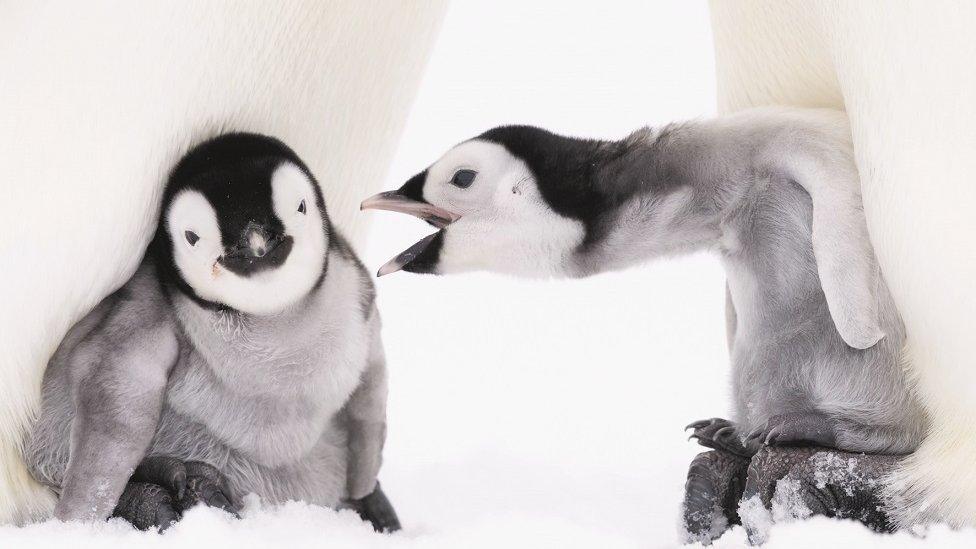 One baby penguin reaches out to another as they huddle at the feet of their parent