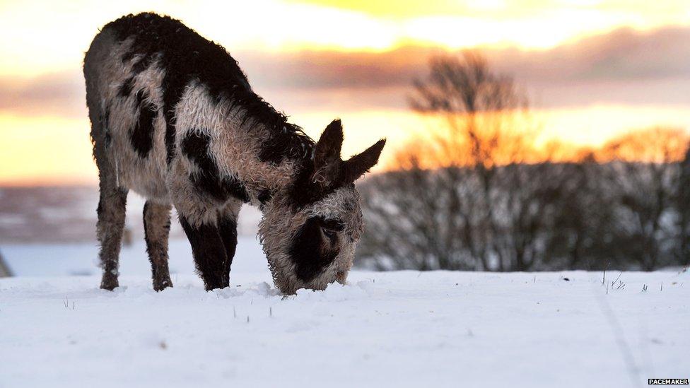 A donkey in the snow