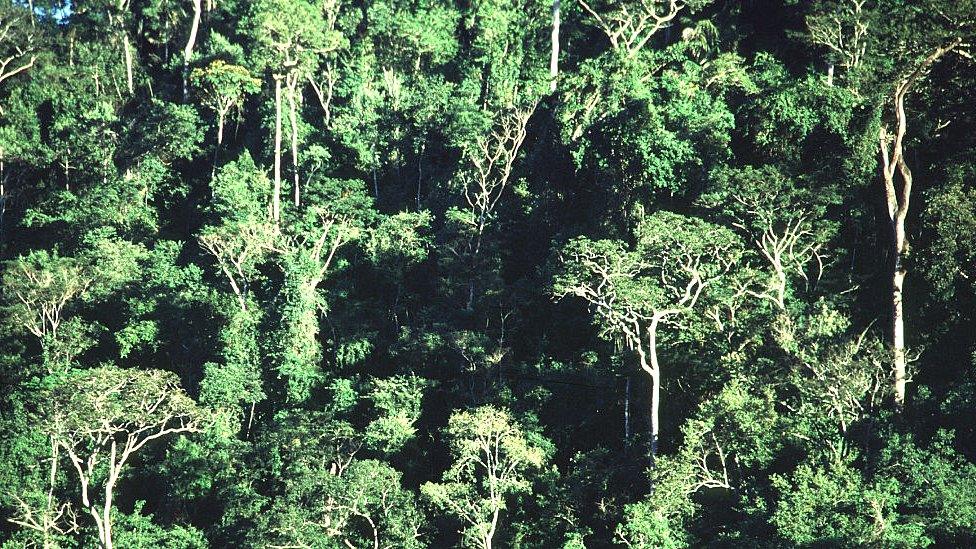 Brazil's Atlantic Forest