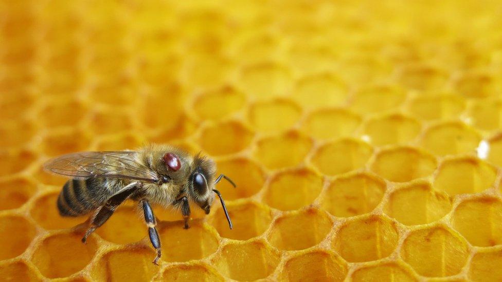 A bee with a varroa mite visible