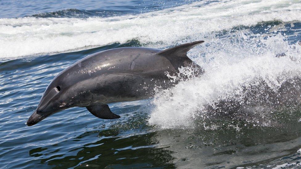 Bottlenose Dolphin in Walvis Bay, Namibia