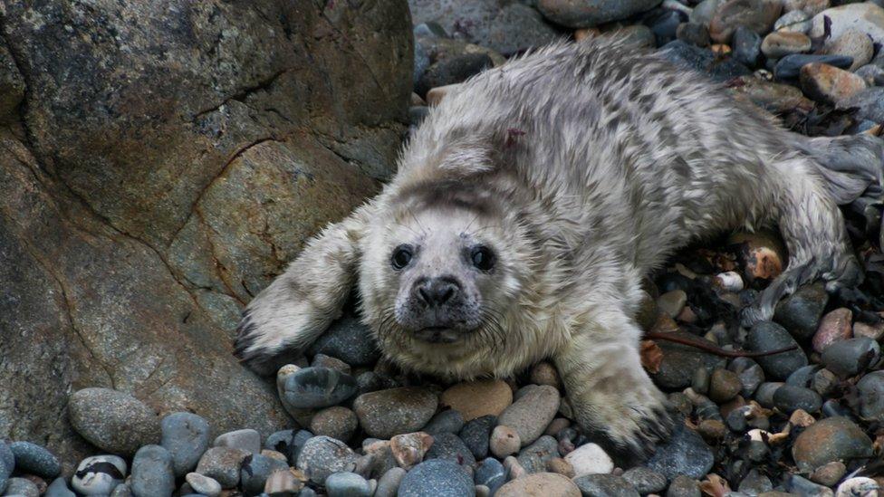 Seal pup