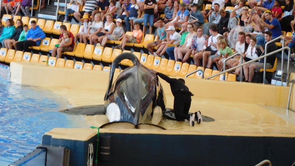 A killer whale with a collapsed dorsal fin