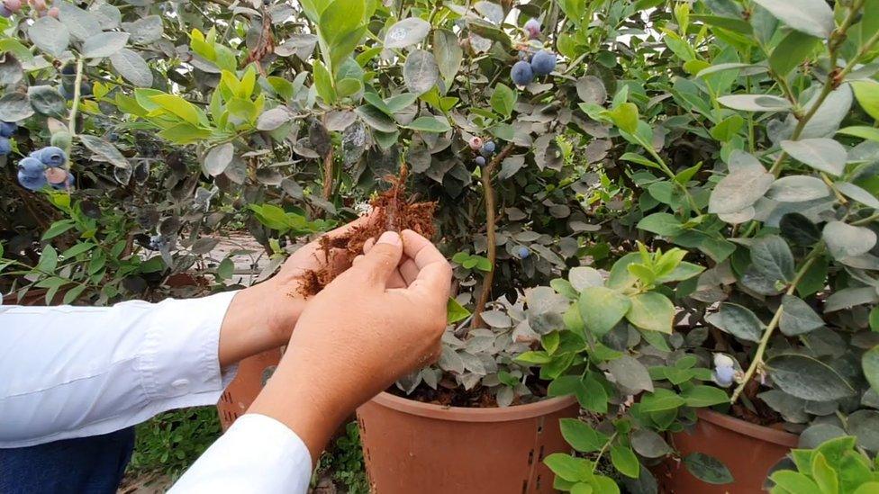 A pair of hands handling coco coir that was removed from a pot where a blueberry bush grows