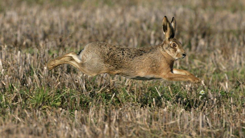 Hare